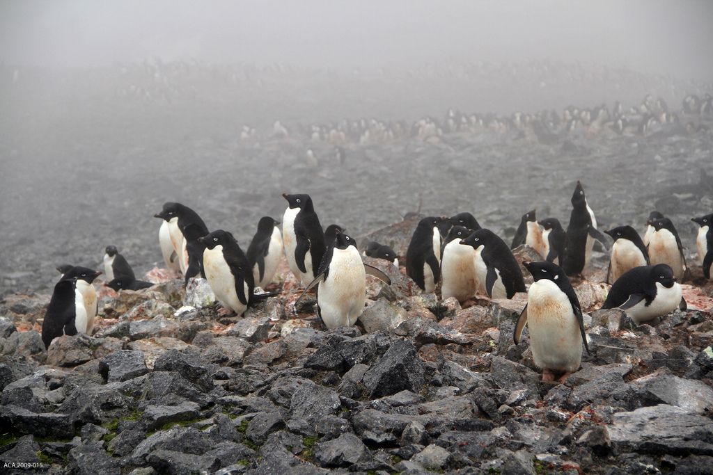 Adélie penguins on Beaufort Island