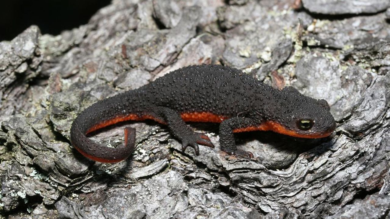 newts tobacco The Amazing California Newt Eastern Newt (Notophthalmus viridescens) -
