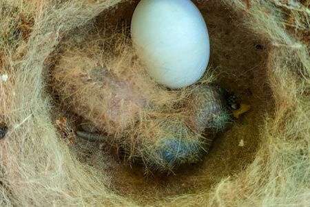 Cover_Newly hatched White-necked Jacobin chick