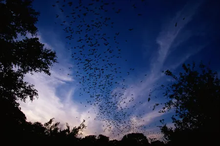 Mexican free-tailed bats near Bracken Cave, Texas.