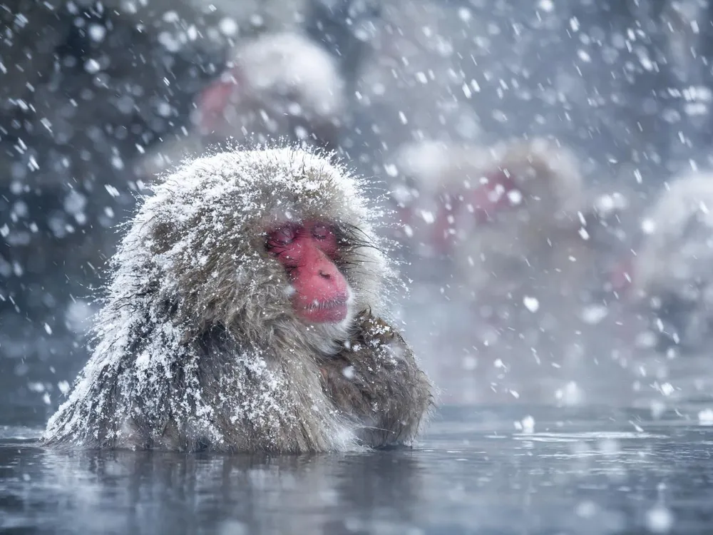 snow monkey.jpg