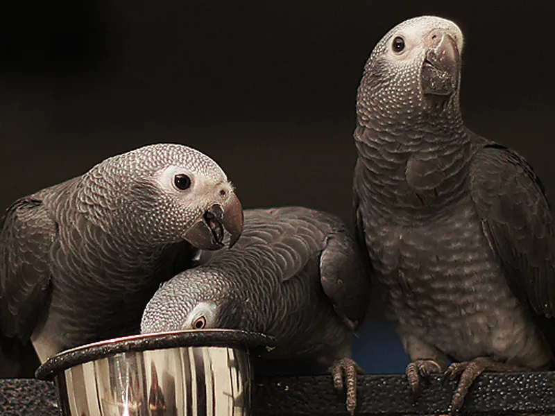 African grey parrots