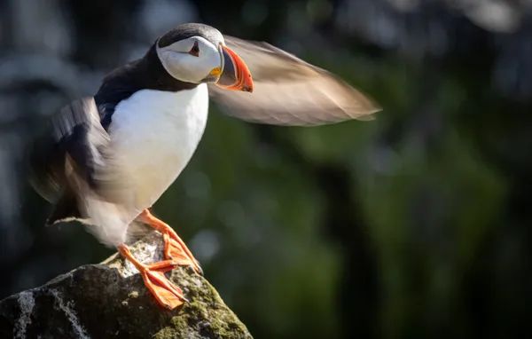 Flapping Fantasy thumbnail