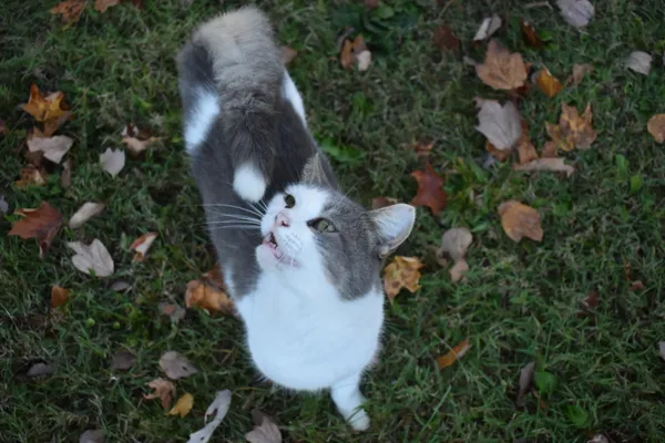 A cat named Rosita looks up and meows for the camera. thumbnail