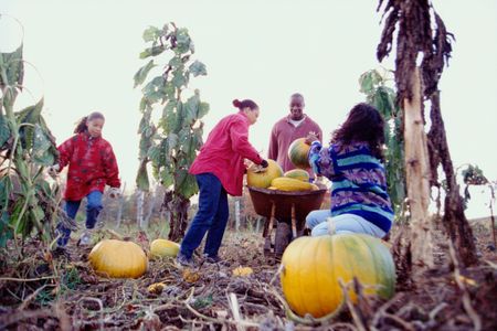 Humans enjoying the Curcubita fruits they helped save, after probably contributing to their wild cousins' demise