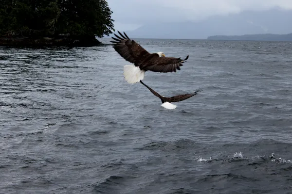 American Bald Eagles Flying thumbnail