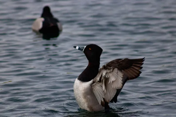 Ring-necked Duck Fanning thumbnail