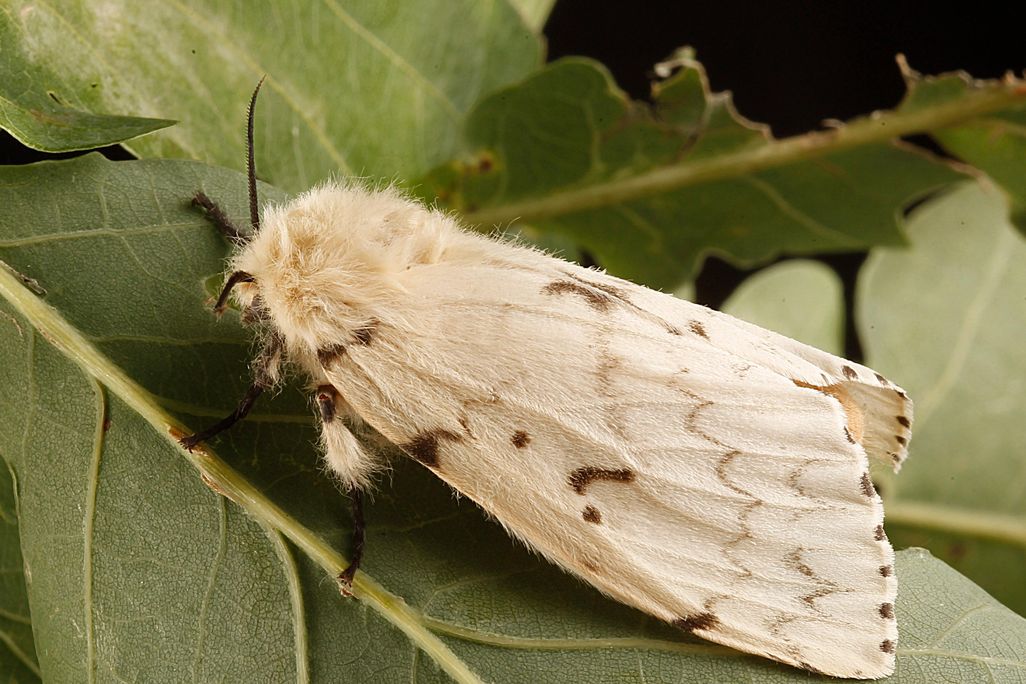 Lymantria dispar dispar