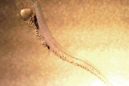 Larval perch with a stomach full of microplastic
