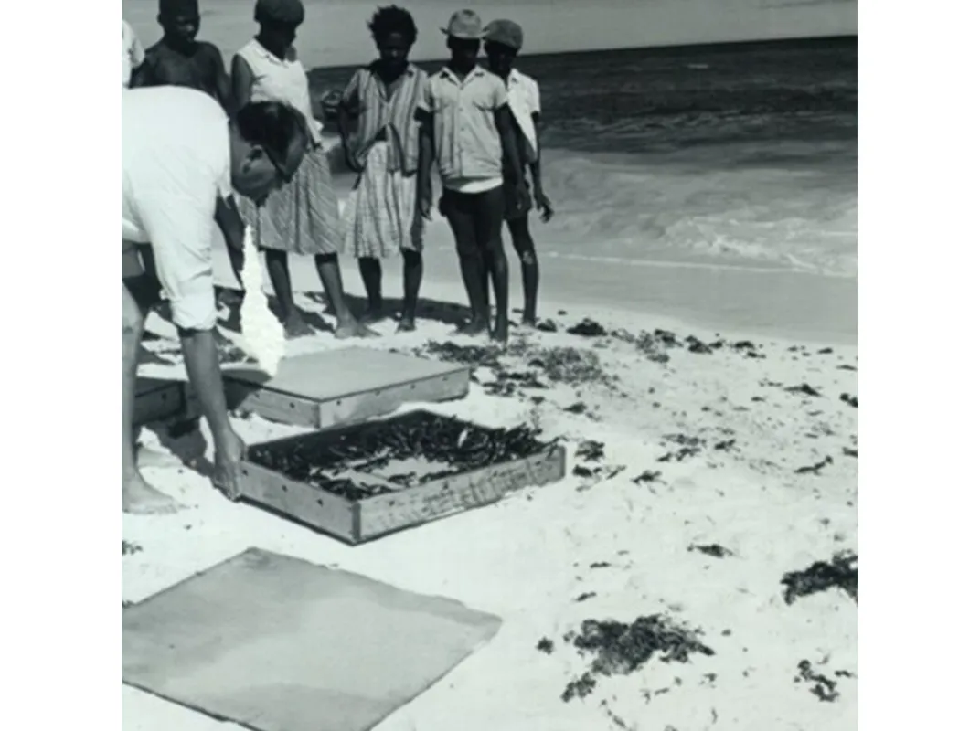 Hatchlings are released in Antigua
