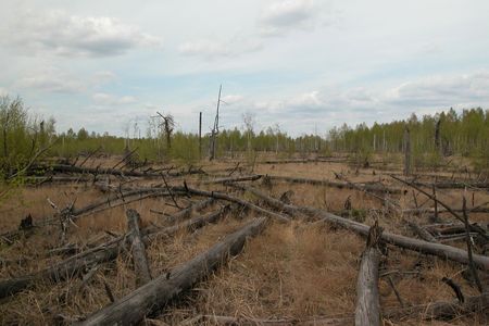 Fallen trees in Chernobyl's infamous red forest. 
