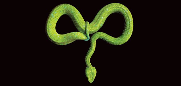 Snakes in a Frame: Mark Laita's Stunning Photographs of Slithering