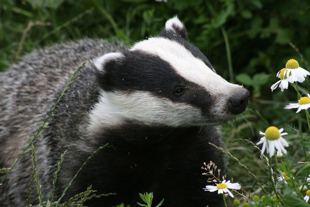 badger standing beside daisies