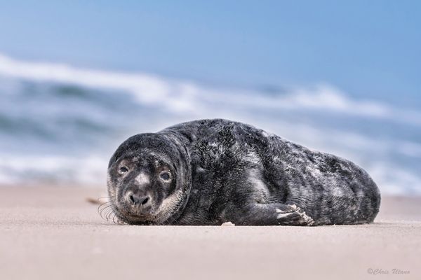 Grey Seal on Beach thumbnail