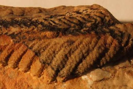 An Ediacaran fossil from the National Earth Science Museum, Namibia.