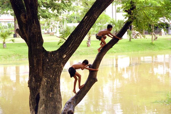 Children climb a tree thumbnail