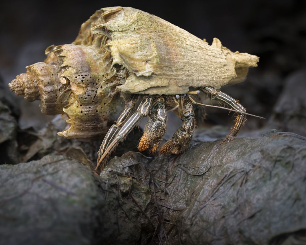 Rock climbing Hermit Crab. | Smithsonian Photo Contest | Smithsonian ...