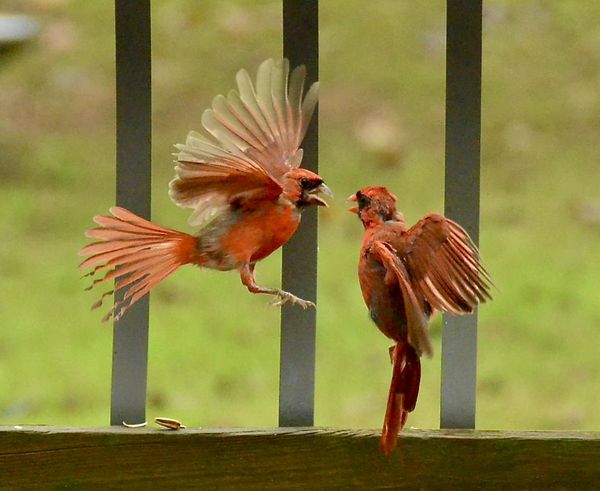 Male Cardinals in molting stage, fighting on my deck. thumbnail