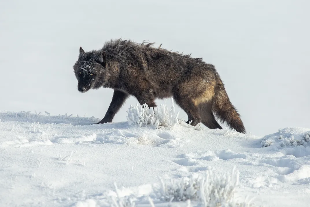 a dark colored wolf walks to the left along the snow, looking toward the camera