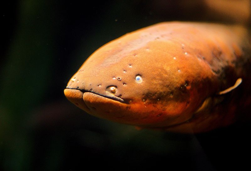 Electric Eels Inspire a New Type of Battery | Innovation| Smithsonian  Magazine