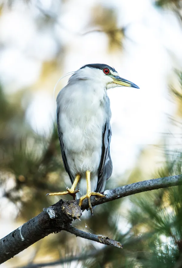 Black Crowned Night Heron thumbnail