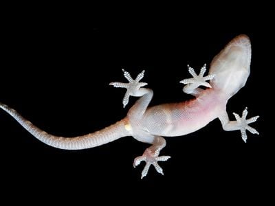 A gecko uses millions of tiny hairs to cling powerfully to surfaces. A new device exploits this adaptation by using ultraviolet light as a switch.