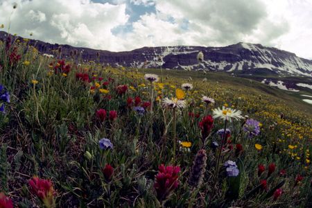 Wildflowers abound by the Absaroka Mountains, Wyoming