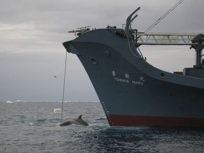 A whale is captured by the Yushin Maru, a Japanese harpoon vessel.