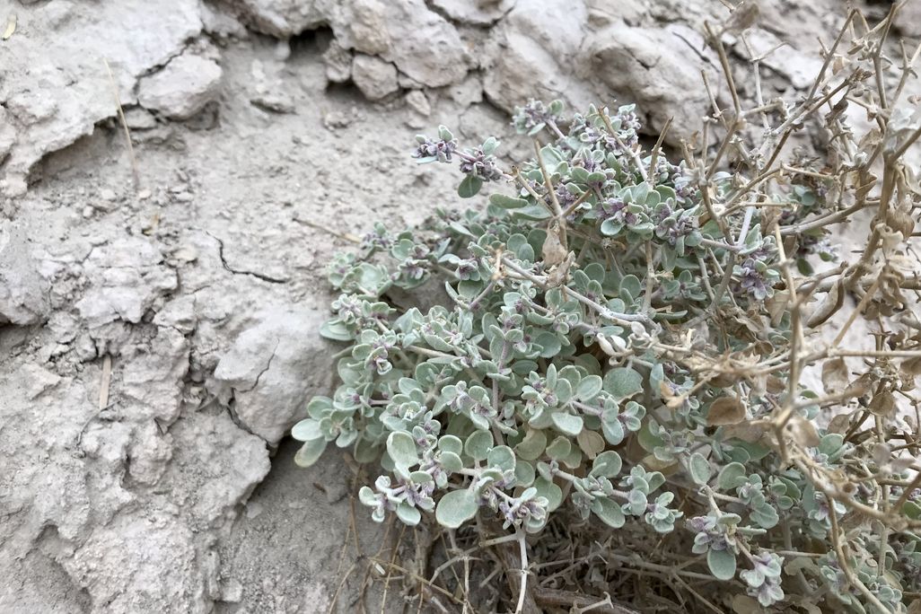 A light green plant growing out of dry ground