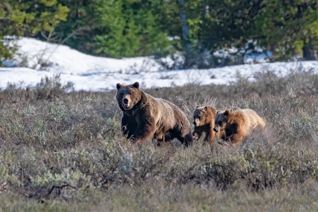Large bear running with two smaller bears