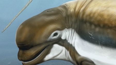 A reconstruction of a new fossil beluga relative, described by Smithsonian scientists, is in the foreground. Its living relatives, the beluga and narwhal, are illustrated left to right in the background. Coloration of the extinct whale is speculative.
