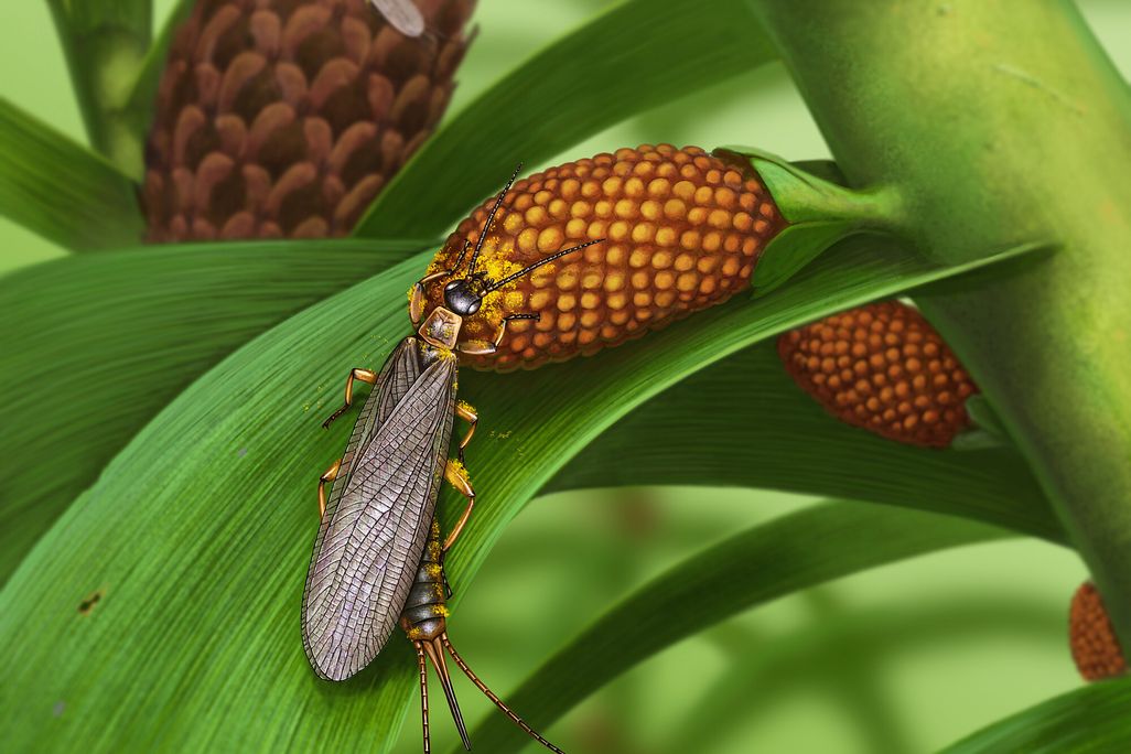 long, winged insect crawling on a leave with pollen