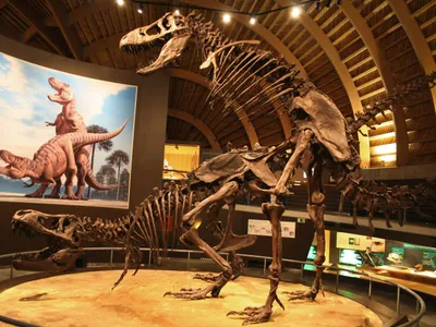 The Tyrannosaurus at Spain&rsquo;s Jurassic Museum of Asturias offer a speculative take on how dinosaurs mated.