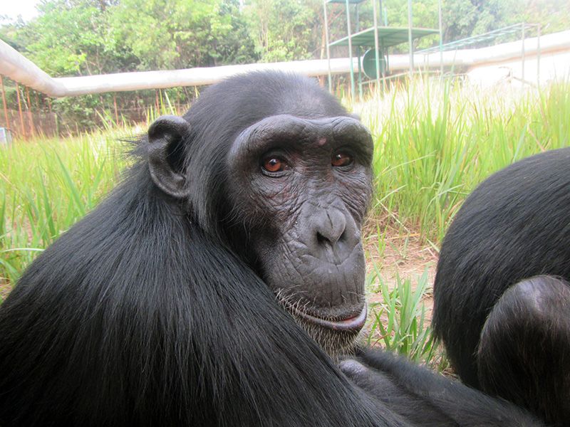 Rosie the Chimpanzee