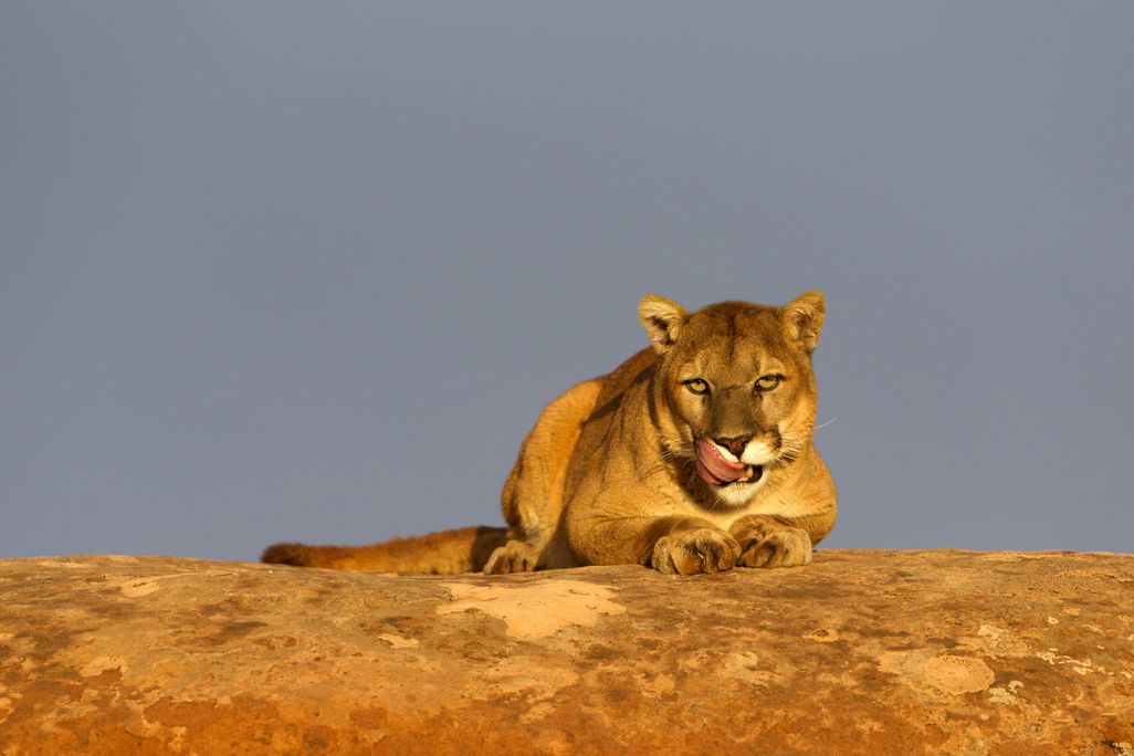 cougar