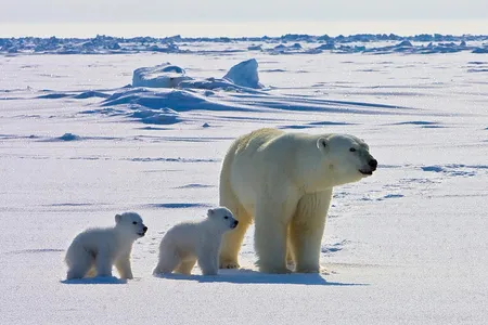 Polar bears are spending more time on land as sea ice shrinks.