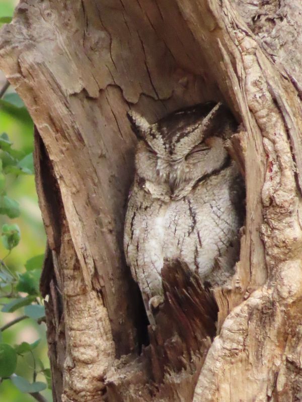 Sleeping Horned Owl thumbnail