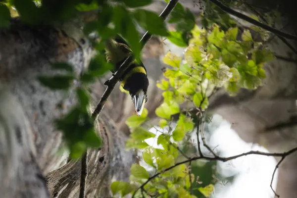 Many Banded Aracari thumbnail