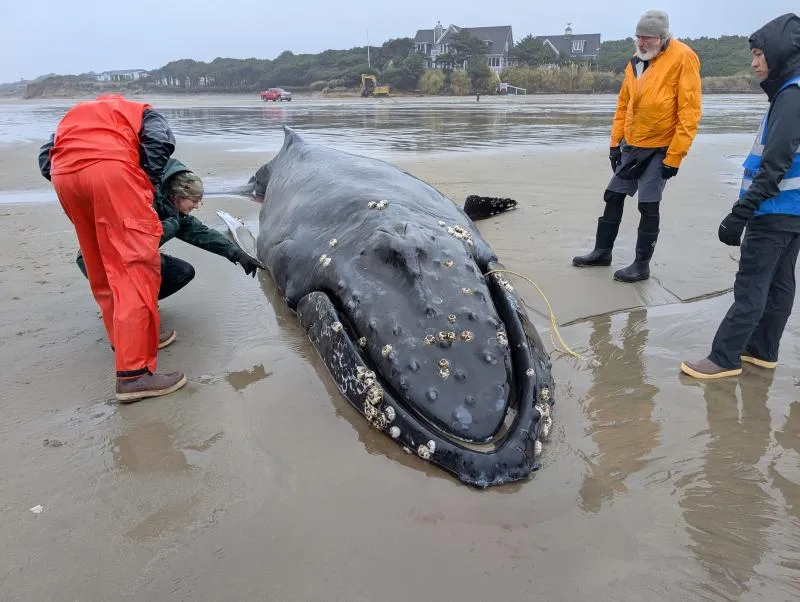 People standing around a whale on a beach