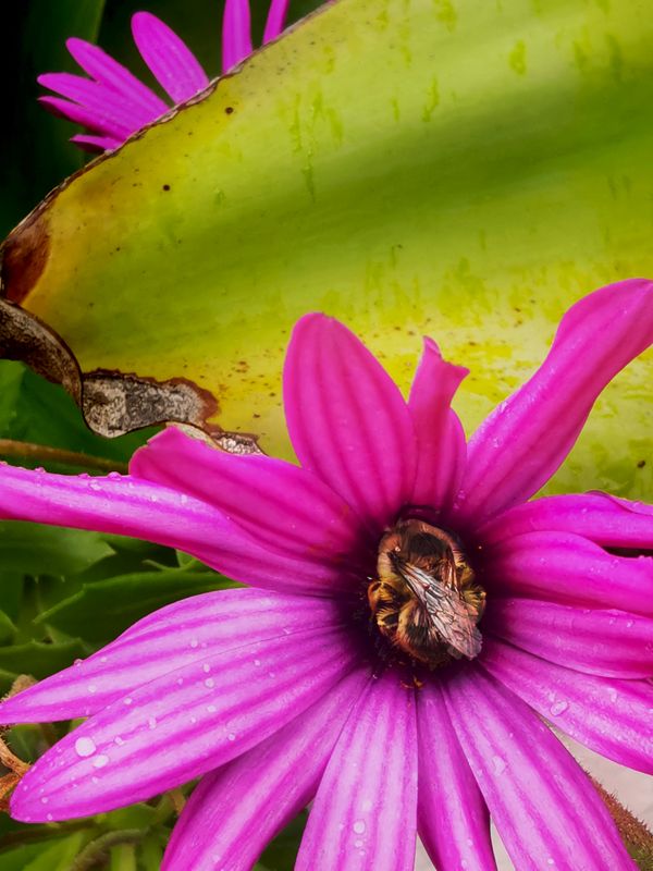 A bee sleeping inside of a wild daisy thumbnail