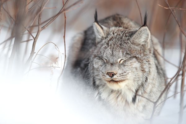 For the last three winters, I've been able to spend a great deal of time with this Canada lynx who has chosen a large private property and heavily forested area as her home range. She is a special and unique animal, and I'm very lucky that she is comfortable with my presence. They are typically very elusive. This photo gives an accurate idea of the amount of action you can expect to see from a Canada lynx for a large portion of the day!  I spent quite a few hours sitting in the freezing cold, just watching her sleep or rest in one area.