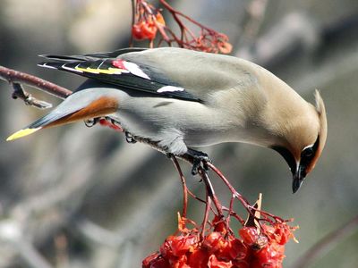 Species with a predilection for berries, like this bohemian waxwing, are susceptible to getting drunk on fermented fruits. 