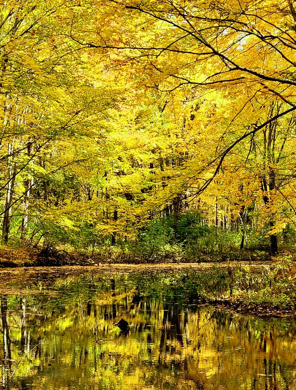 Golden autumn leaves reflecting on a small backwater stream thumbnail