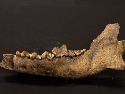 A jawbone from an ancient Taimyr wolf that lived about 35,000 years ago