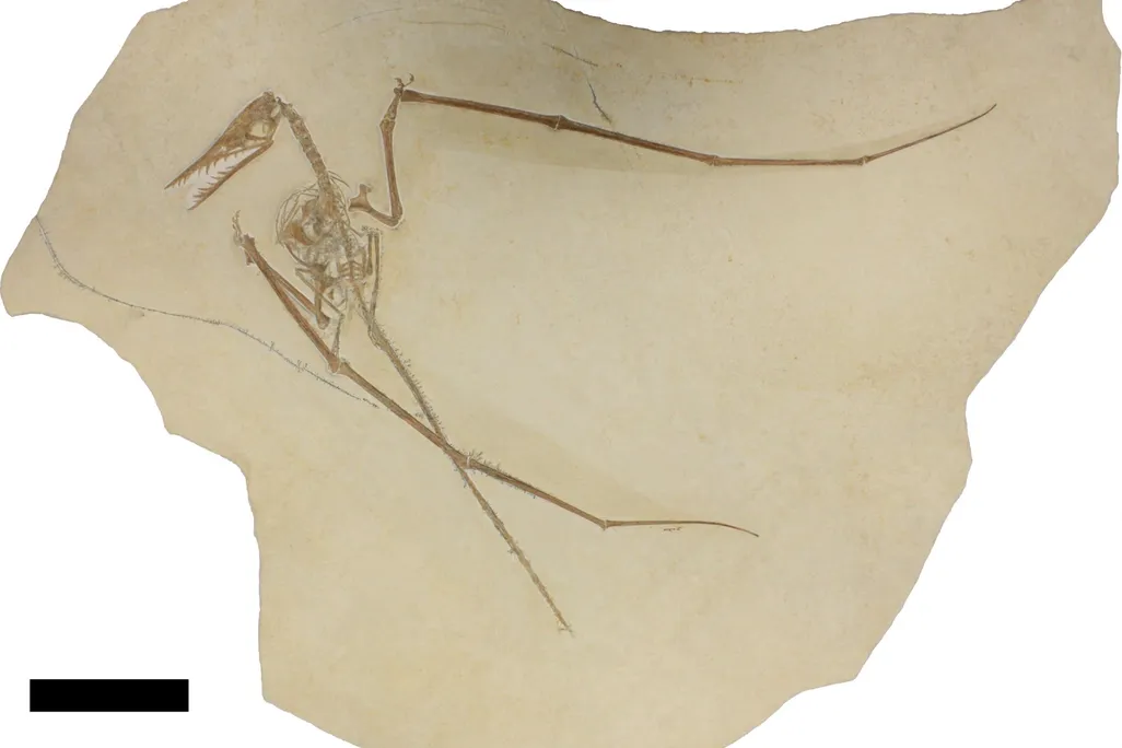 Pterosaur with coprolite