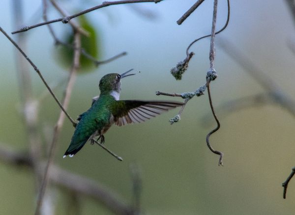 Hummingbirds Beaks Open! thumbnail