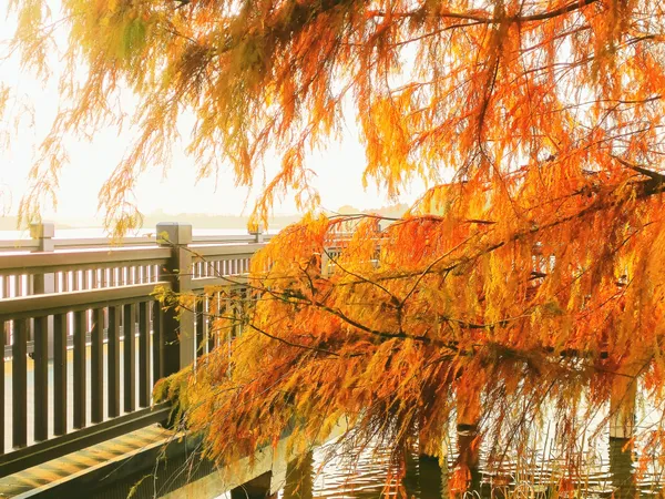 Autumn of Hometown: The Golden Bald Cypress thumbnail