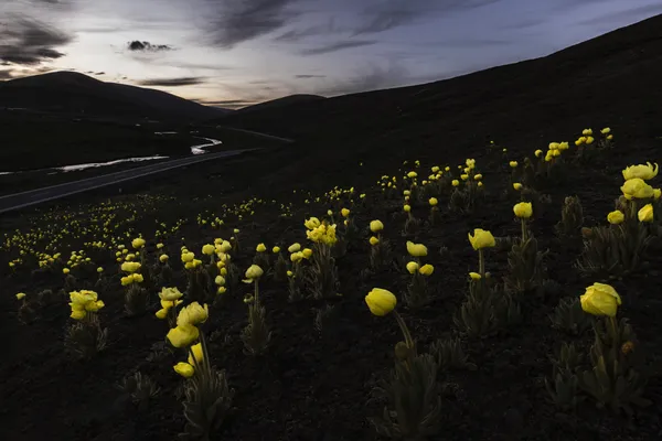 Poppies of the Plateau thumbnail