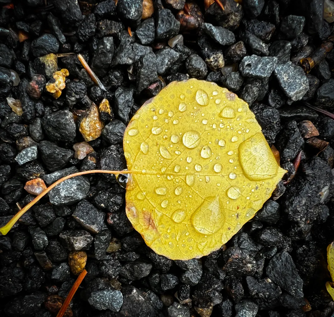 3 - The bright-yellow color of an almost heart-shaped aspen leaf, still wet from a rainfall, offers a stark contrast against its rocky surroundings.