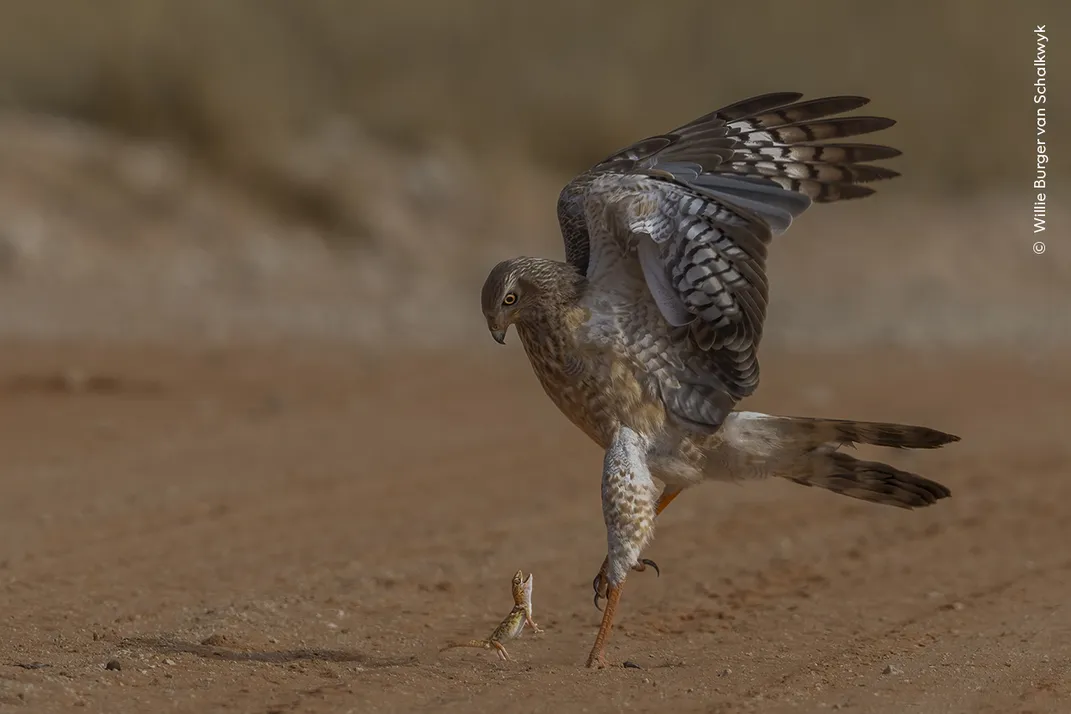 a large hawk has its wings outstretched and feet almost on the ground, looking down at a small gecko, which stands on its hind legs and faces the hawk
